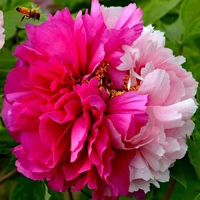 Пион ДВЕ СЕСТРЫ древовидный в Королеве