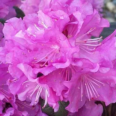 Рододендрон П.Ж.М. ЭЛИТ  Рододендрон П.Ж.М. ЭЛИТ в Королеве