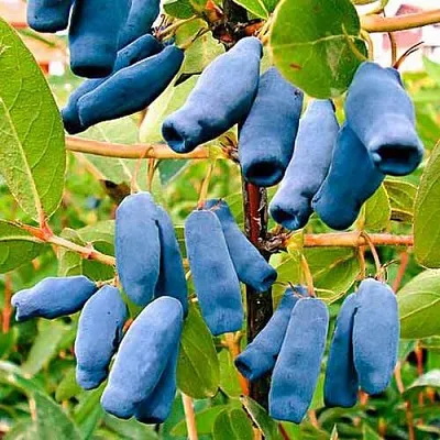 Жимолость съедобная НИМФА (ГАММА) в Королеве