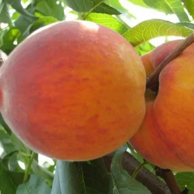 Персик СОЧНЫЙ — описание сорта Персик СОЧНЫЙ в Королеве