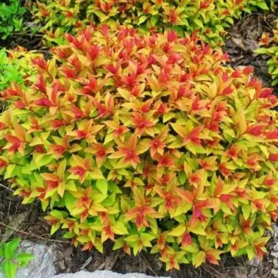 Спирея ГОЛДФЛЕЙМ — описание сорта Спирея ГОЛДФЛЕЙМ в Королеве