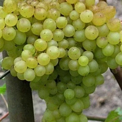 Виноград КИШМИШ 342  Виноград КИШМИШ 342 в Королеве