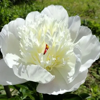 Пион ИММАКУЛИ травянистый  Пион ИММАКУЛИ травянистый в Королеве