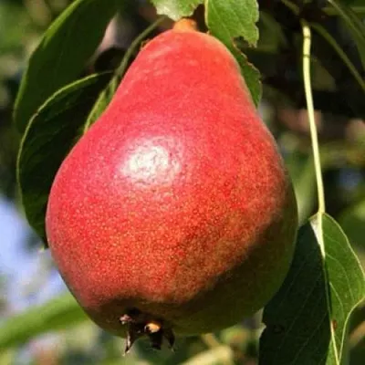 Груша НАРЯДНАЯ ЕФИМОВА  Груша НАРЯДНАЯ ЕФИМОВА в Королеве