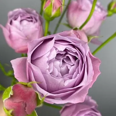 Саженцы роз ЛАВЕНДЕР БАБЛС спрей  Саженцы роз ЛАВЕНДЕР БАБЛС спрей в Королеве