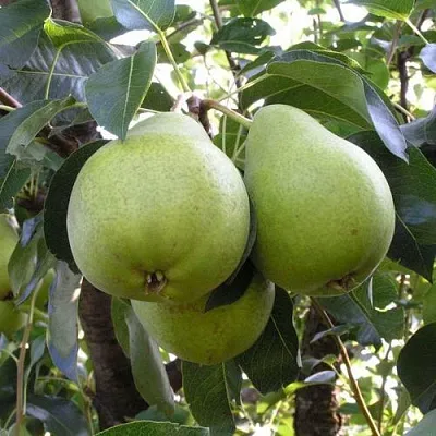 Груша МАСЛЯНИСТАЯ ЛЕТНЯЯ  Груша МАСЛЯНИСТАЯ ЛЕТНЯЯ в Королеве