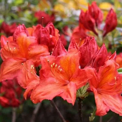 Азалия ЛИЛИНШТЕЙН японская  Азалия ЛИЛИНШТЕЙН японская в Королеве