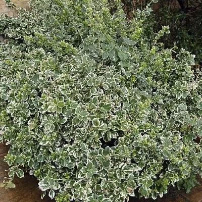 Бересклет ЭМЕРАЛЬД ГАИТИ форчуна  Бересклет ЭМЕРАЛЬД ГАИТИ форчуна в Королеве