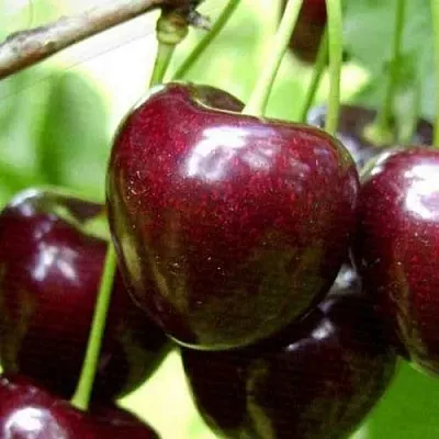 Черешня РОССОШАНСКАЯ КРУПНАЯ  Черешня РОССОШАНСКАЯ КРУПНАЯ в Королеве