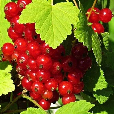 Смородина красная ГАЗЕЛЬ  Смородина красная ГАЗЕЛЬ в Королеве