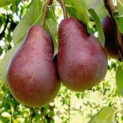 Груша с красной мякотью КРАСНАЯ ИЗ СААРЕМА  Груша с красной мякотью КРАСНАЯ ИЗ СААРЕМА в Королеве