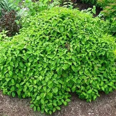 Дерен КЕЛСЕИ шелковистый   Дерен КЕЛСЕИ шелковистый  в Королеве