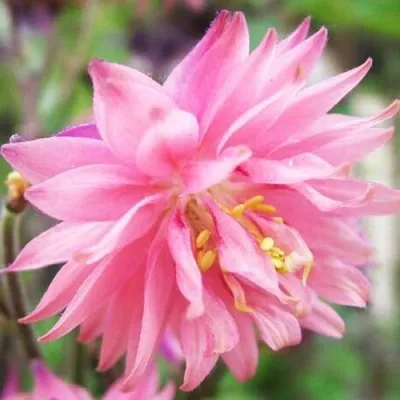 Аквилегия БАРЛОУ ПИНК гибрид МакКаны — описание сорта Аквилегия БАРЛОУ ПИНК гибрид МакКаны в Королеве