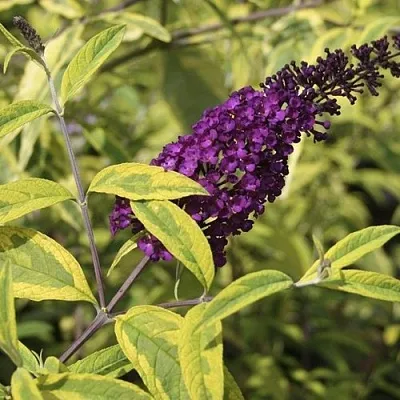 Буддлея давида САНТАНА   Буддлея давида САНТАНА  в Королеве