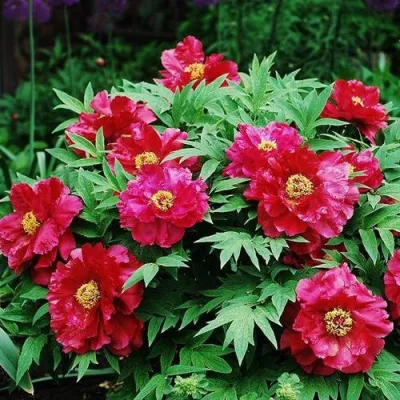 Пион КРАСНЫЙ ЛОТОС древовидный в Королеве