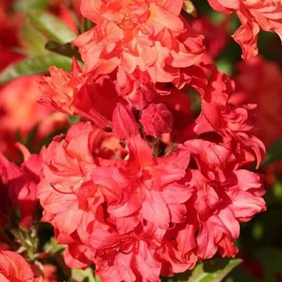 Азалия ФОЙЕРКОПФЕН крупноцветковая  Азалия ФОЙЕРКОПФЕН крупноцветковая в Королеве