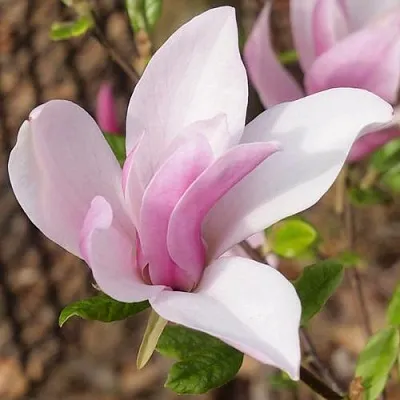 Магнолия БЕТТИ в Королеве