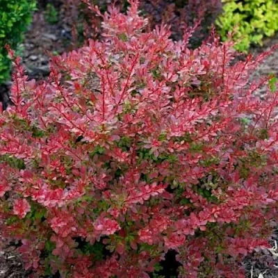 Барбарис ГОЛДЕН РИНГ тунберга  Барбарис ГОЛДЕН РИНГ тунберга в Королеве