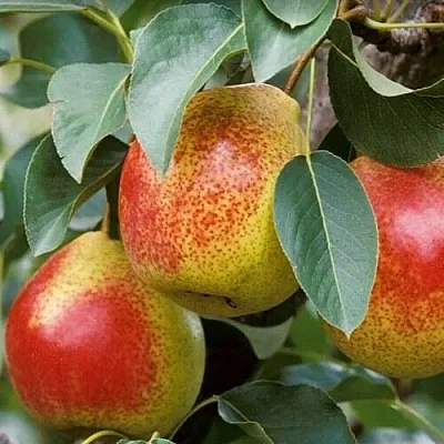 Груша ГОРНАЯ КРАСАВИЦА  Груша ГОРНАЯ КРАСАВИЦА в Королеве