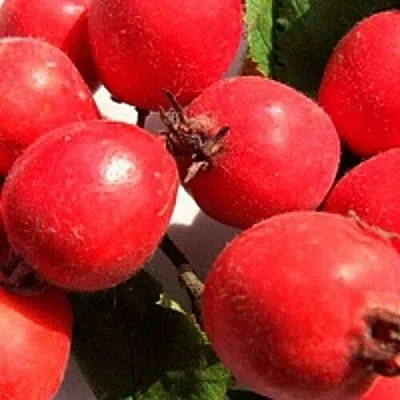 Боярышник КРУПНОПЛОДНЫЙ  Боярышник КРУПНОПЛОДНЫЙ в Королеве