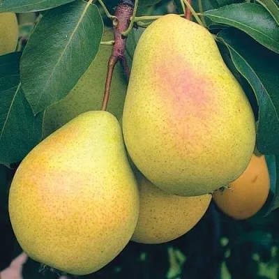 Груша МЛИЕВСКАЯ РАННЯЯ  Груша МЛИЕВСКАЯ РАННЯЯ в Королеве