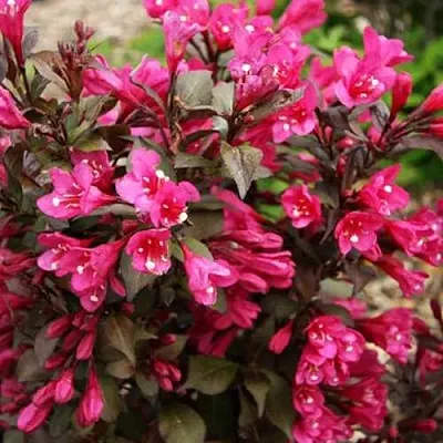 Вейгела БЛЭК РУБИ  Вейгела БЛЭК РУБИ в Королеве