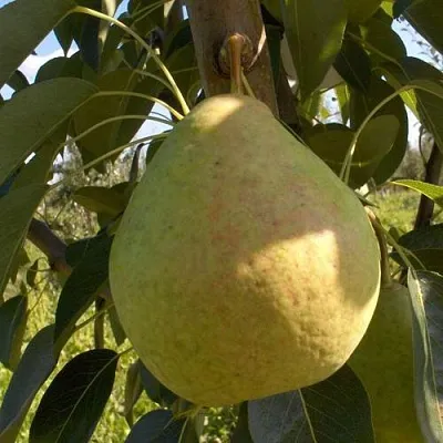 Груша СЛАДКАЯ ИЗ МЛИЕВА  Груша СЛАДКАЯ ИЗ МЛИЕВА в Королеве