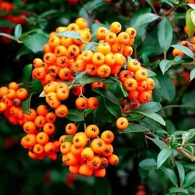 Пираканта ОРАНЖ ГЛОУ  Пираканта ОРАНЖ ГЛОУ в Королеве