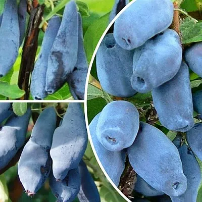 Комплект СИЯНИЕ ГЛАЗ в Королеве