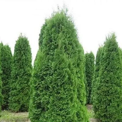 Туя КОЛУМНА западная  Туя КОЛУМНА западная в Королеве