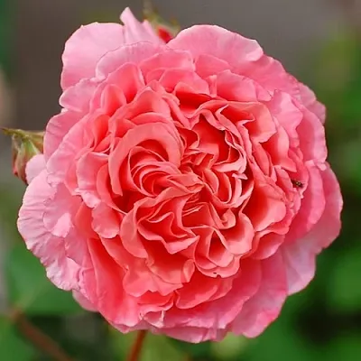 Саженцы роз ЛОРАН КАБРОЛЬ шраб  Саженцы роз ЛОРАН КАБРОЛЬ шраб в Королеве