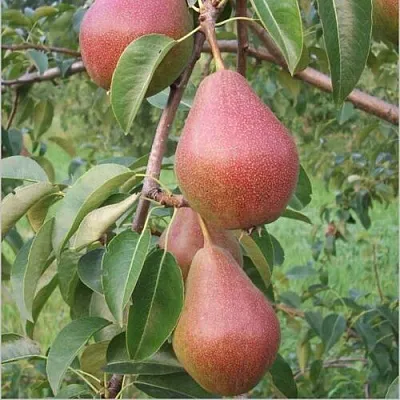 Груша РУМЯНАЯ КЕДРИНА  Груша РУМЯНАЯ КЕДРИНА в Королеве