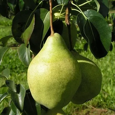 Груша МИНСКАЯ колонновидная  Груша МИНСКАЯ колонновидная в Королеве