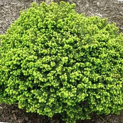 Ель ЛИТЛ ДЖЕМ обыкновенная  Ель ЛИТЛ ДЖЕМ обыкновенная в Королеве