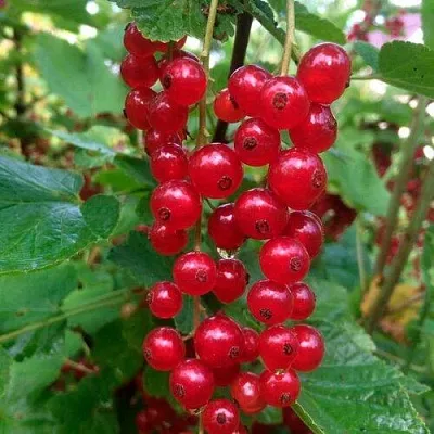 Смородина красная КОНСТАНТИНОВСКАЯ  Смородина красная КОНСТАНТИНОВСКАЯ в Королеве