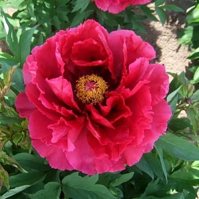 Пион КРАСНЫЙ ГИГАНТ древовидный в Королеве