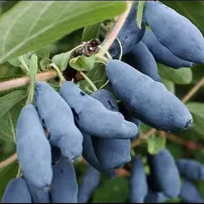 Жимолость съедобная СИНИЙ ШАРИК  Жимолость съедобная СИНИЙ ШАРИК в Королеве