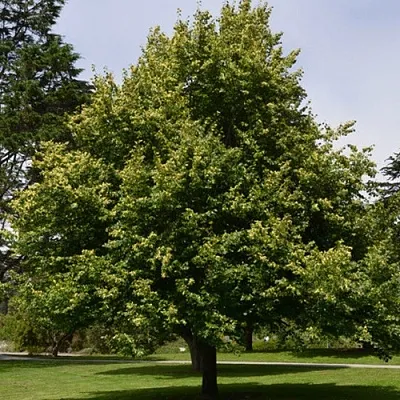 Липа сердцевидная  Липа сердцевидная в Королеве