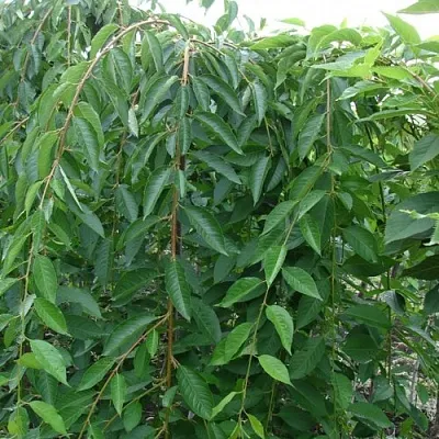 Черешня ПЕНДУЛА декоративная  Черешня ПЕНДУЛА декоративная в Королеве