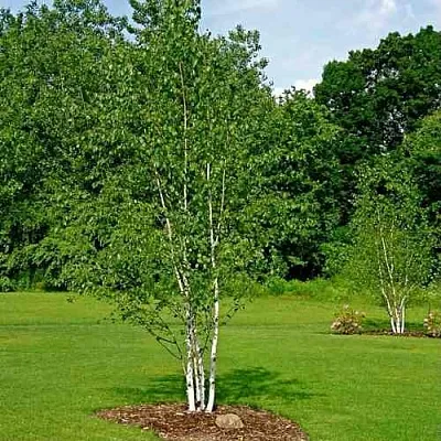 Береза бумажная  Береза бумажная в Королеве