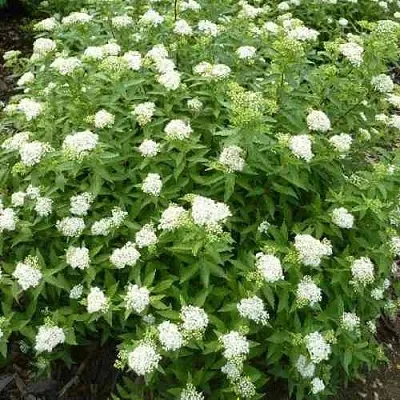 Спирея АЛЬБИФЛОРА японская  Спирея АЛЬБИФЛОРА японская в Королеве