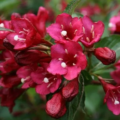 Вейгела ЕВА РАТКЕ  Вейгела ЕВА РАТКЕ в Королеве