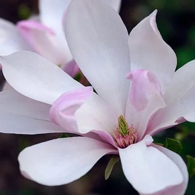 Магнолия ПИНКИ в Королеве