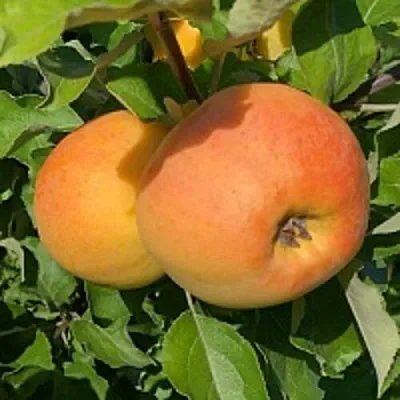 Яблоня АНТОНОВКА ЗОЛОТАЯ  Яблоня АНТОНОВКА ЗОЛОТАЯ в Королеве