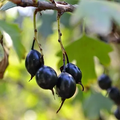 Смородина золотистая ДУСТЛИК  Смородина золотистая ДУСТЛИК в Королеве