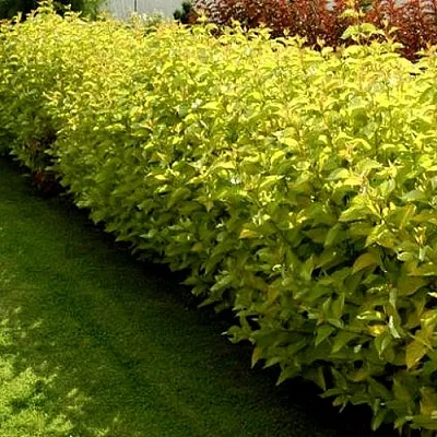 Комплект ДАРТС ГОЛД в Королеве