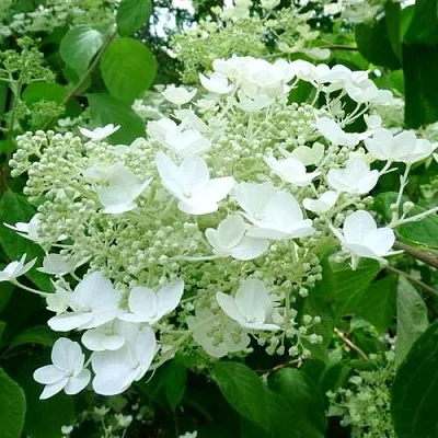 Гортензия УАЙТ ДОМ древовидная  Гортензия УАЙТ ДОМ древовидная в Королеве