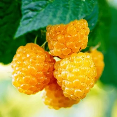 Малина МЕДОВАЯ  Малина МЕДОВАЯ в Королеве