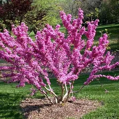 ЦЕРЦИС канадский   ЦЕРЦИС канадский  в Королеве