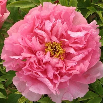 Пион СЕРЕБРИСТЫЙ РУЧЕЙ древовидный в Королеве